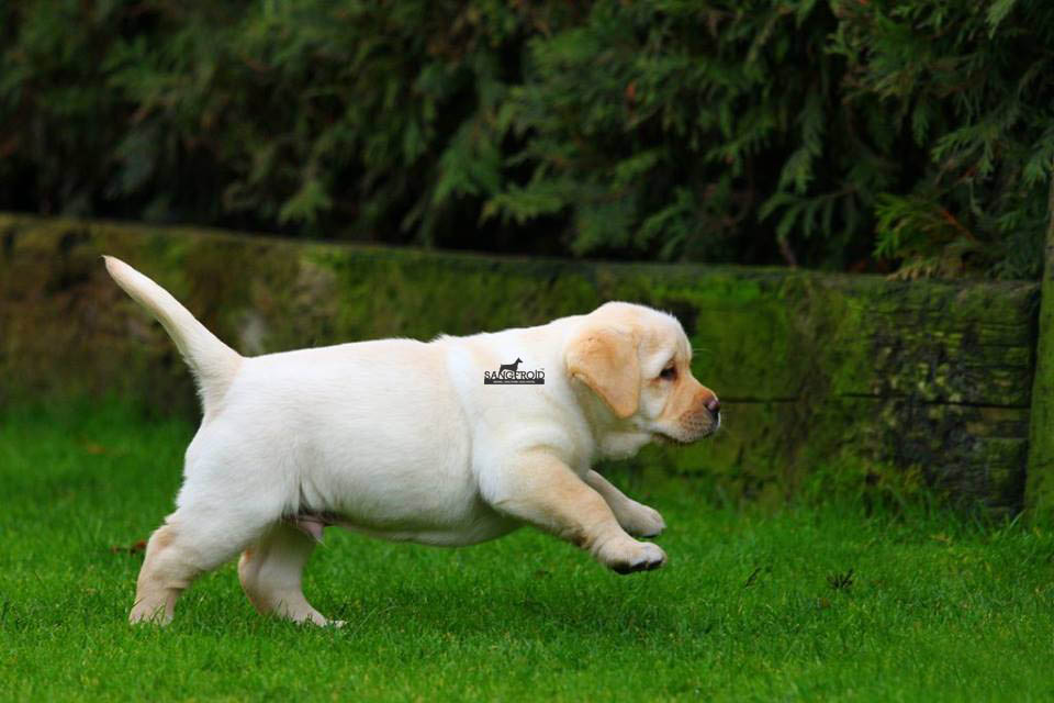 Double bone outlet labrador